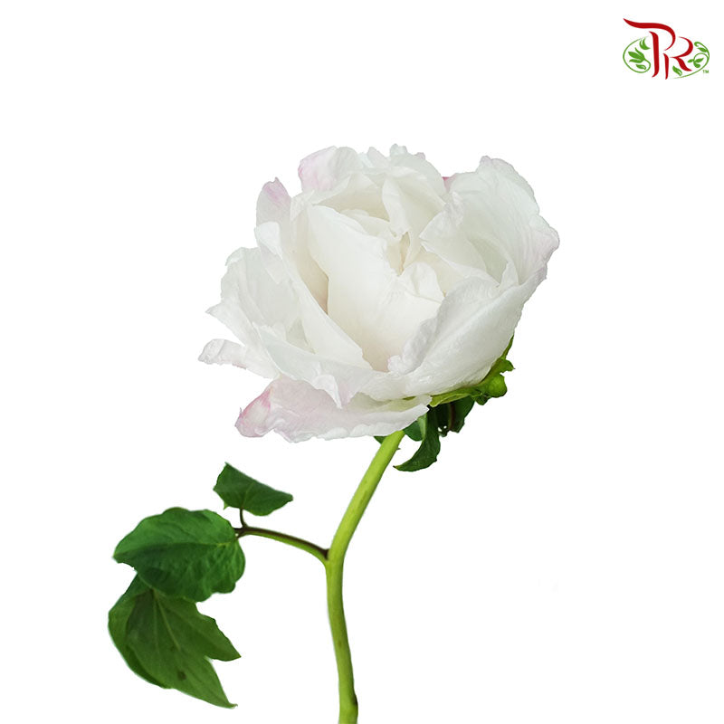 Tree Peony white - Pudu Ria Florist Southern