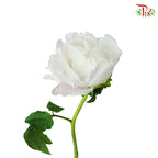 Tree Peony white - Pudu Ria Florist Southern