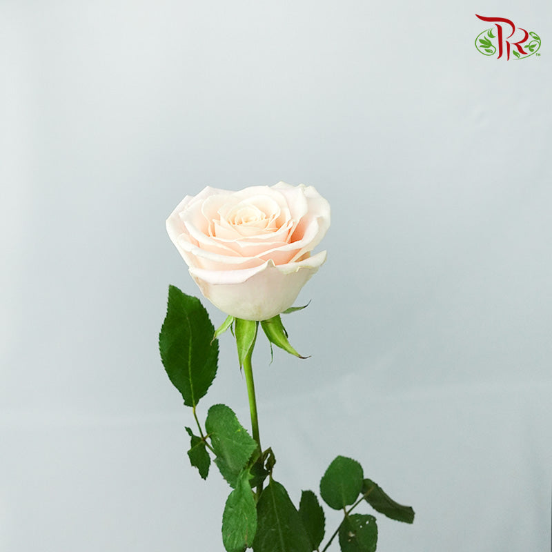 Rose Pink (8-10 Stems) - Pudu Ria Florist Southern