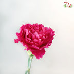Carnation Bombay 18-20 Stems - Pudu Ria Florist Southern