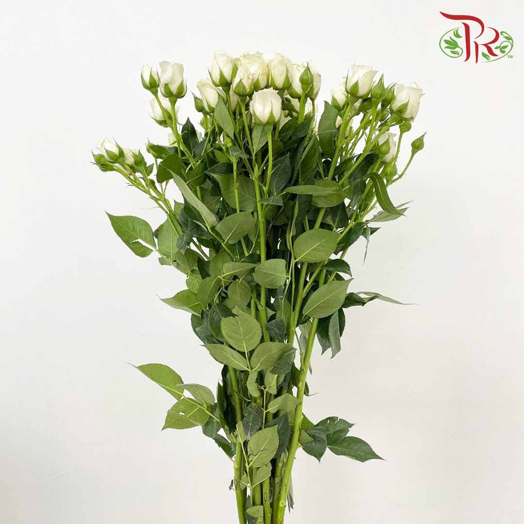 Rose Spray White (8-10 Stems) - Pudu Ria Florist Southern
