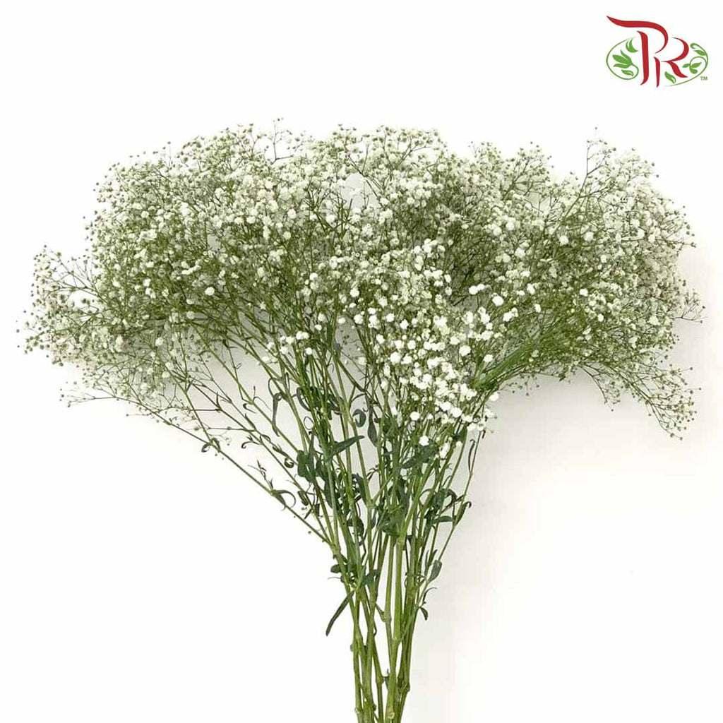 Baby's Breath White (1KG) - Pudu Ria Florist Southern