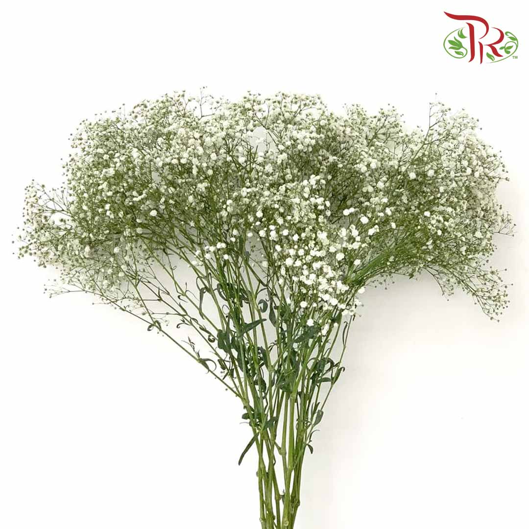 Baby's Breath White (1KG) - Pudu Ria Florist Southern