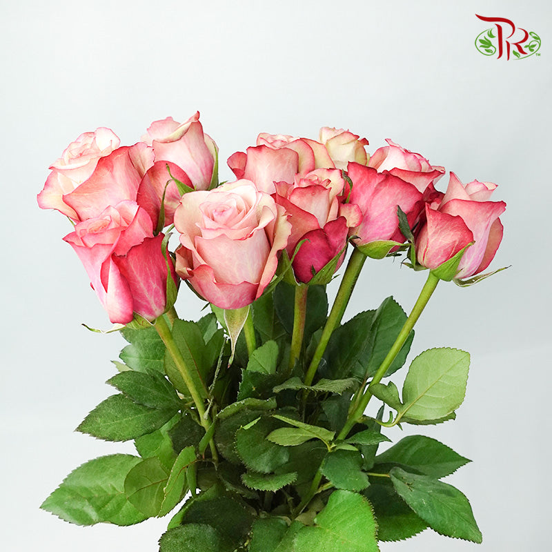 Rose Vintage (8-10 Stems) - Pudu Ria Florist Southern