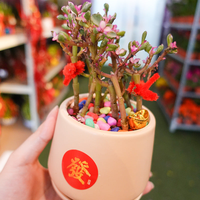 CNY Pot Plant Arrangement 金玉满堂 - Pudu Ria Florist Southern
