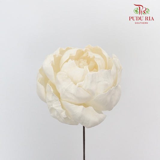 Dry Sola Rose Big - White - Pudu Ria Florist Southern