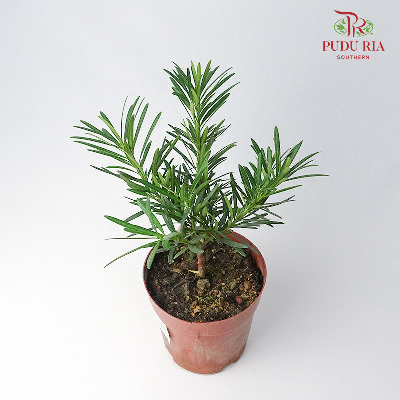 Podocarpus Japan - Pudu Ria Florist Southern