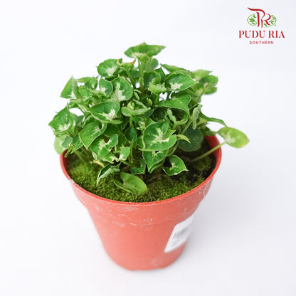 Syngonium Mini 迷你合果芋 - Pudu Ria Florist Southern