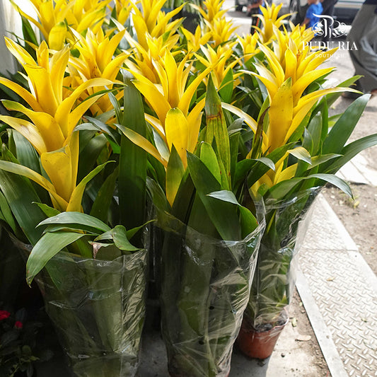 Guzmania Yellow 星花凤梨(黄) - Pudu Ria Florist Southern