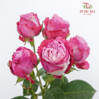 Rose Spray Lady Bombastic (6 Stems) - Pudu Ria Florist Southern
