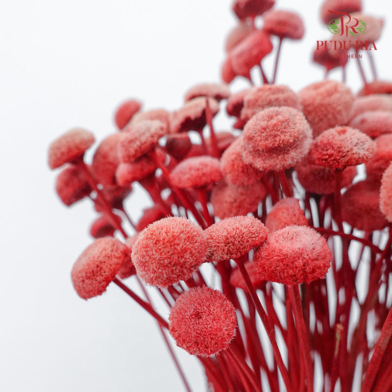 Dry Botao Happy Pink - Offer Item - Pudu Ria Florist Southern