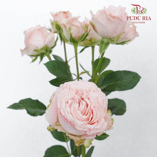 Rose Spray Bombastic (6 Stems) - Pudu Ria Florist Southern