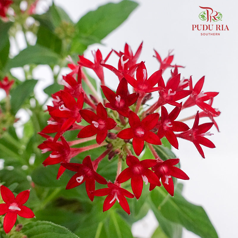 Pentas Red - Pudu Ria Florist Southern