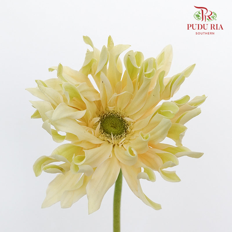 Gerbera Gemimi / Pasta Cream - Pudu Ria Florist Southern