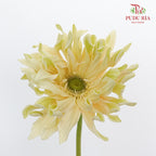Gerbera Gemimi / Pasta Cream - Pudu Ria Florist Southern