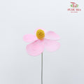 Dry Violet - Pink - Pudu Ria Florist Southern