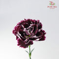 Carnation St Mrs. Pam 18-20 Stems - Pudu Ria Florist Southern