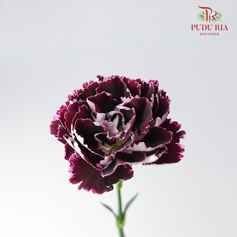 Carnation St Mrs. Pam 18-20 Stems - Pudu Ria Florist Southern