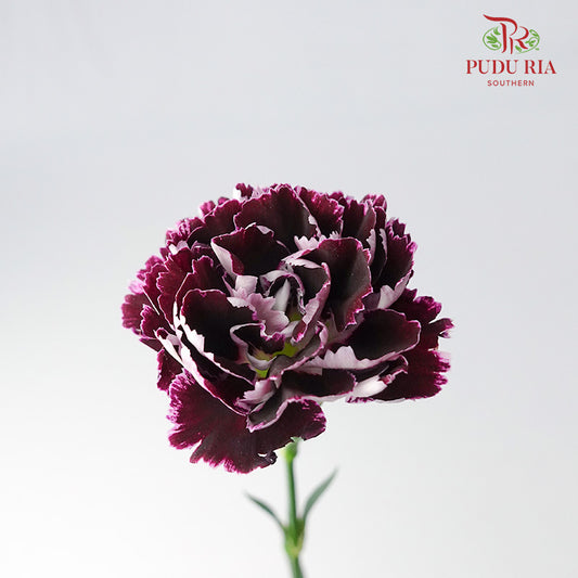 Carnation St Mrs. Pam 18-20 Stems - Pudu Ria Florist Southern