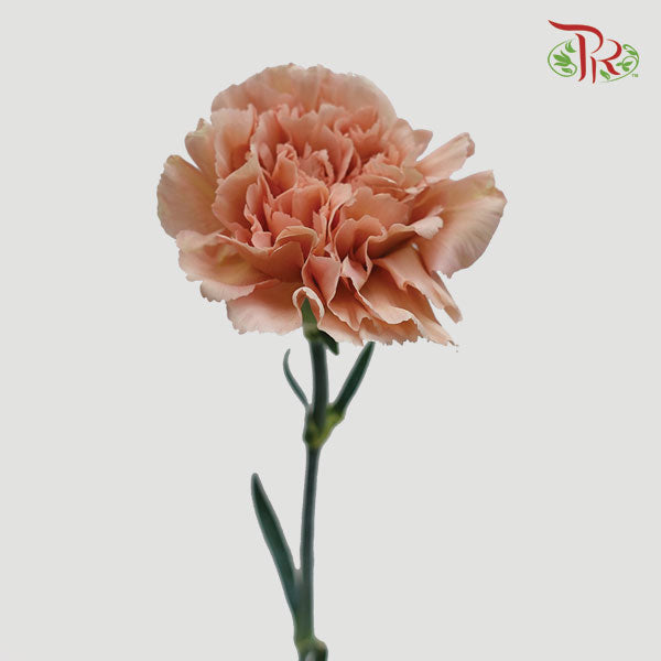 Carnation Lege Marrone (8-10 Stems) - Pudu Ria Florist Southern