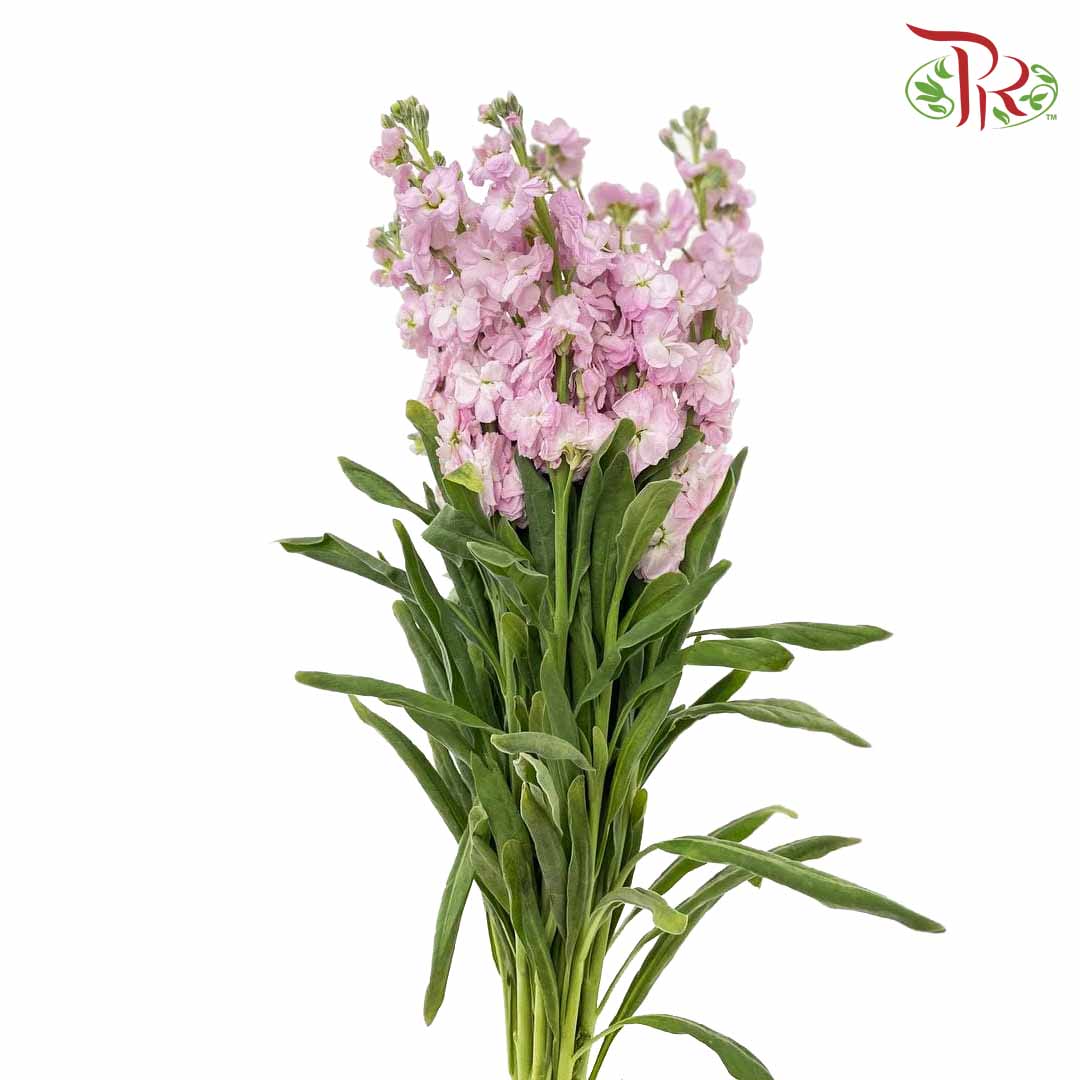Matthiola Light Pink (Per Bundle) - Pudu Ria Florist Southern