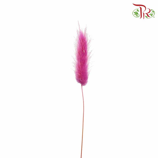 Dry Lagurus (Bunny Tails) - Magenta - Pudu Ria Florist Southern