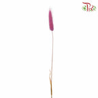 Dry Lagurus (Bunny Tails) - Magenta - Pudu Ria Florist Southern