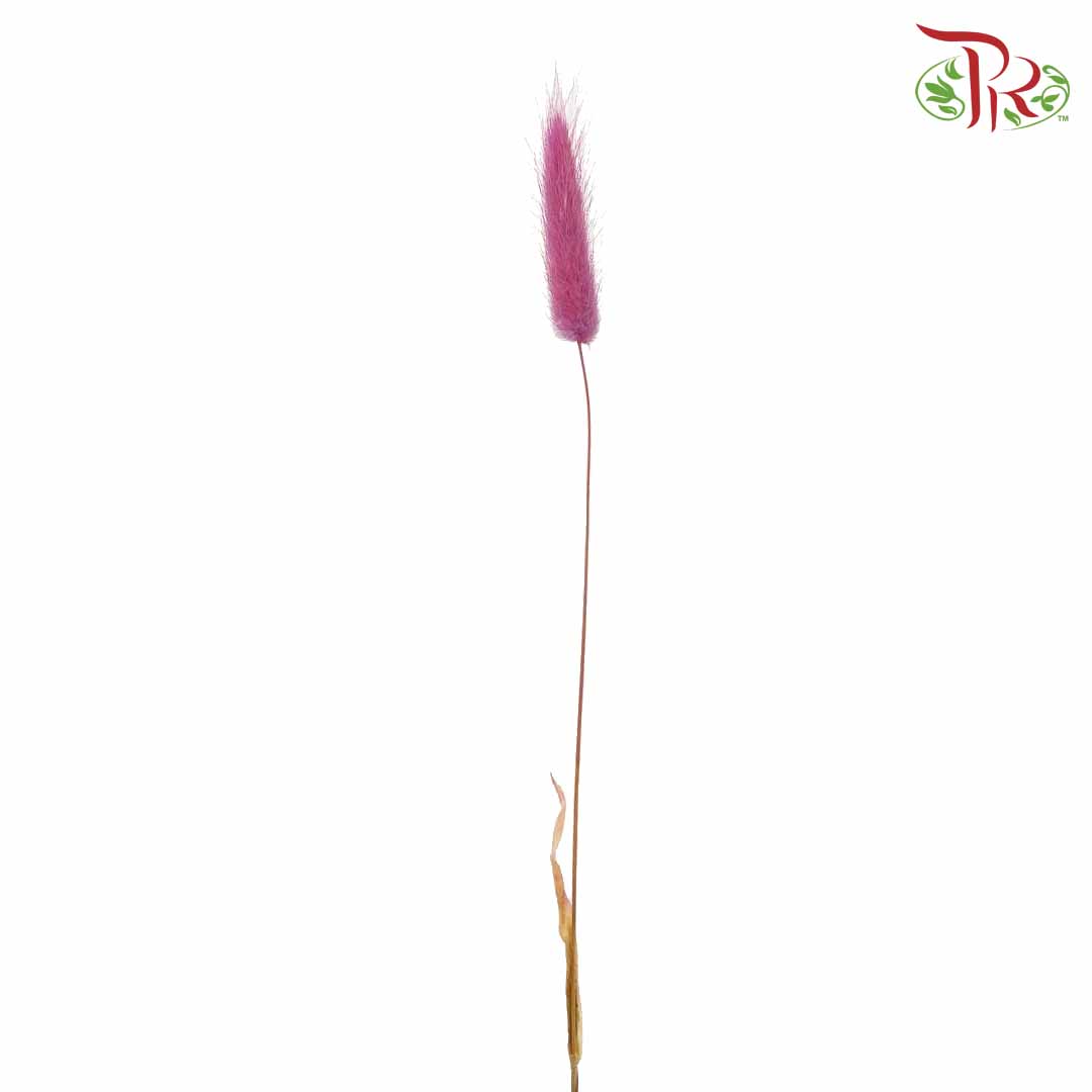 Dry Lagurus (Bunny Tails) - Magenta - Pudu Ria Florist Southern