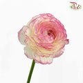 Ranunculus Yellow/Pink (5 Stems) - Pudu Ria Florist Southern