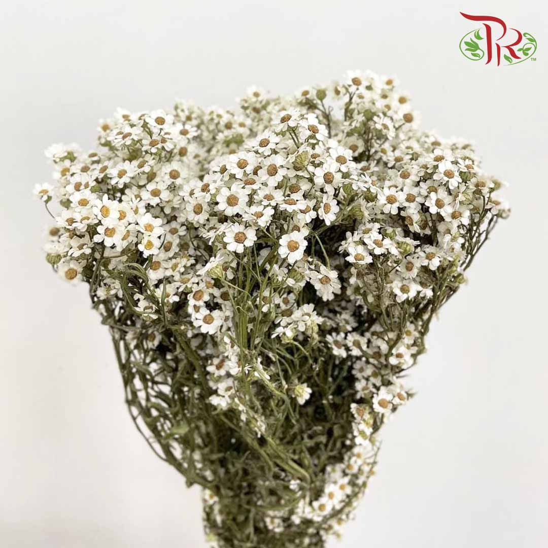 Dry Ixodia - L - Pudu Ria Florist Southern