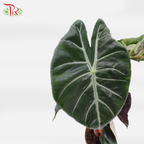 Alocasia Pink Dragon - Pudu Ria Florist Southern