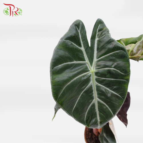 Alocasia Pink Dragon - Pudu Ria Florist Southern