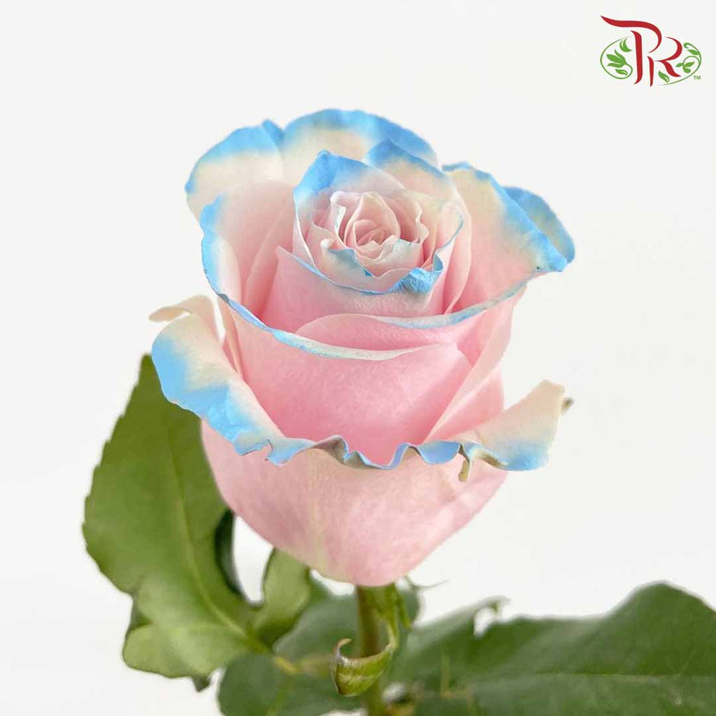 Rose Mondial Dyed Pink Horizont (8-10 Stems) - Pudu Ria Florist Southern