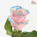 Rose Mondial Dyed Pink Horizont (8-10 Stems) - Pudu Ria Florist Southern