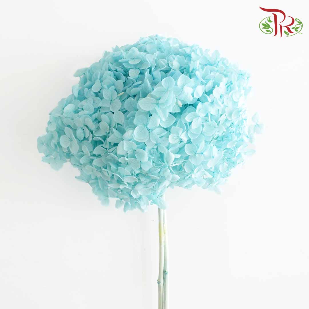 Preservative Hydrangea - Tiffany Blue / Per Stem - Pudu Ria Florist Southern