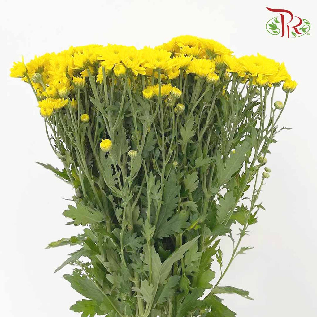 Chrysanthemum Pompom Yellow (10-12 Stems) - Pudu Ria Florist Southern