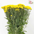 Chrysanthemum Pompom Yellow (10-12 Stems) - Pudu Ria Florist Southern