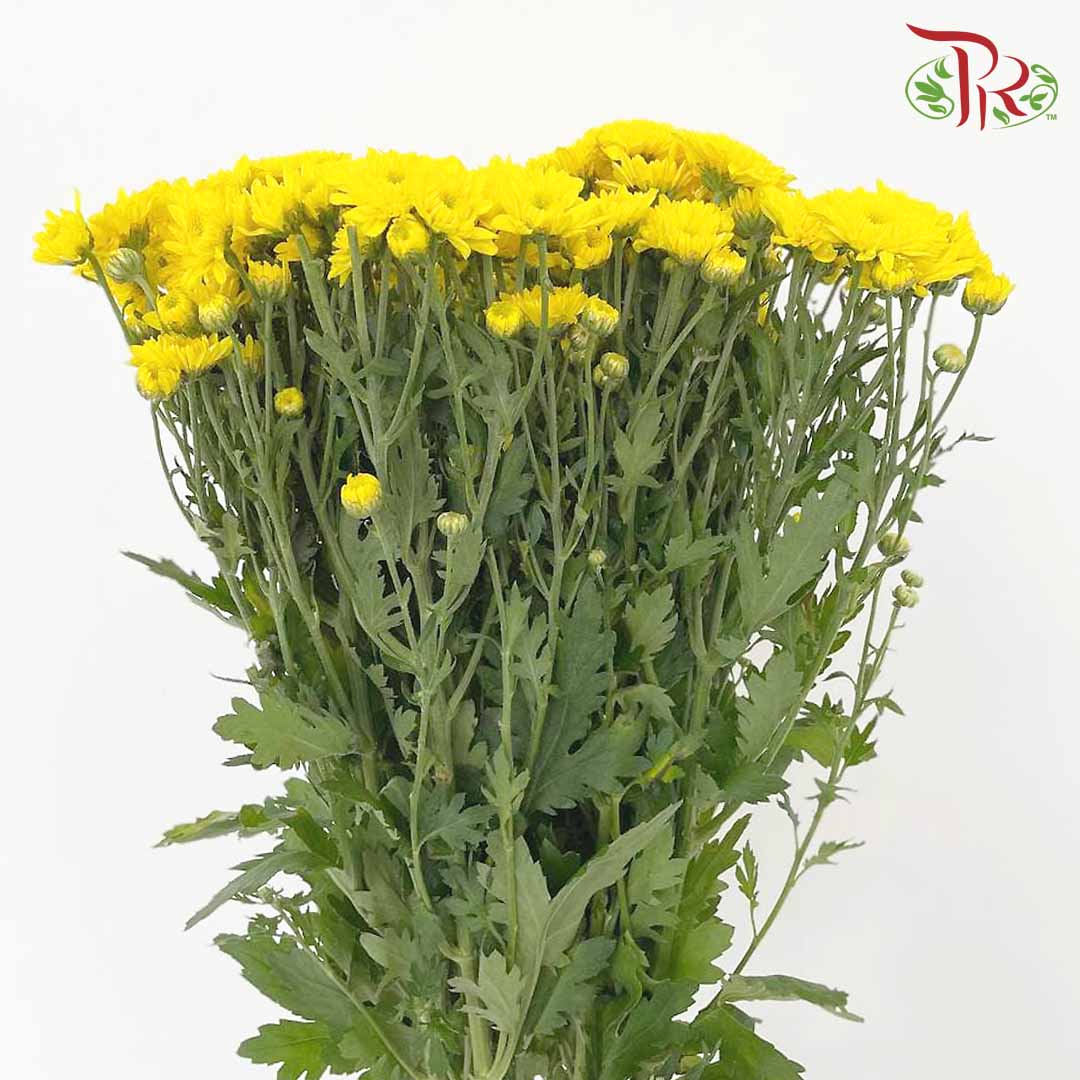 Chrysanthemum Pompom Yellow (10-12 Stems) - Pudu Ria Florist Southern