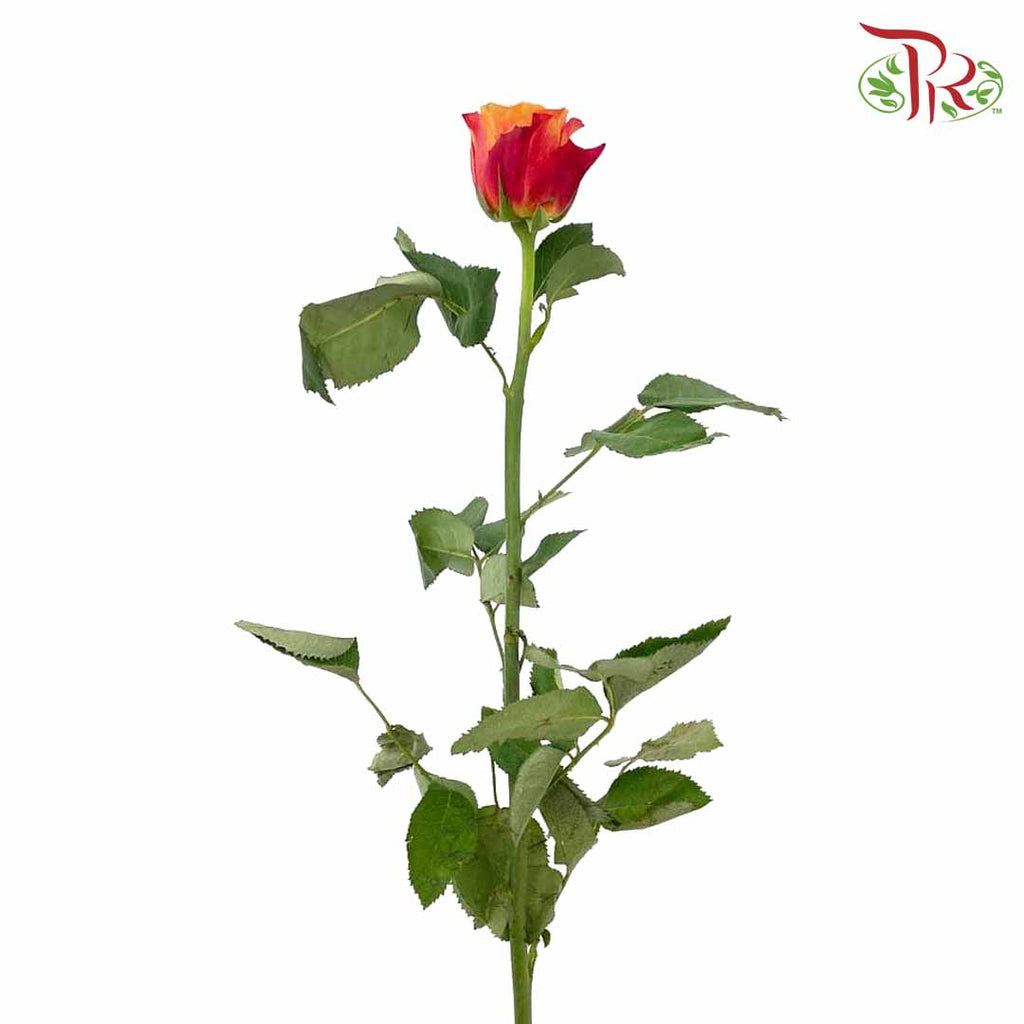 Rose Fire (8-10 Stems) - Pudu Ria Florist Southern