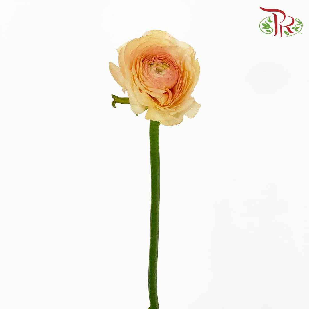 Ranunculus Champagne (5 Stems) - Pudu Ria Florist Southern