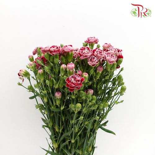 Carnation Spray Butterfly (18-20 Stems) - Pudu Ria Florist Southern