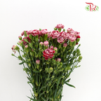 Carnation Spray Butterfly (18-20 Stems) - Pudu Ria Florist Southern