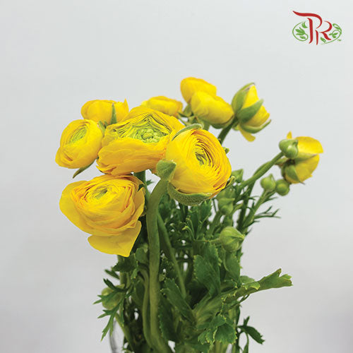 Ranunculus Yellow (8 - 10 Stems) - Wholesale flowers delivery in JB ...