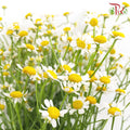 Matricaria - (5 Stems) - Pudu Ria Florist Southern