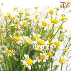 Matricaria - (5 Stems) - Pudu Ria Florist Southern