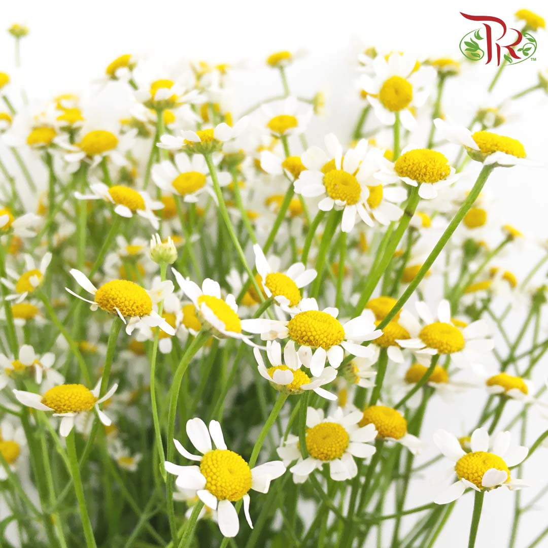 Matricaria - (5 Stems) - Pudu Ria Florist Southern