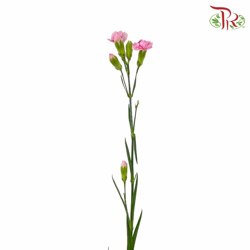 Carnation Spray Pink (18-20 Stems) - Pudu Ria Florist Southern