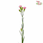 Carnation Spray Pink (18-20 Stems) - Pudu Ria Florist Southern