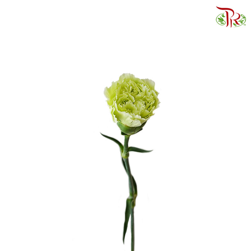 Carnation Green (18-20 Stems) - Pudu Ria Florist Southern