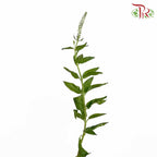 Veronica White (Per Bundle) - Pudu Ria Florist Southern